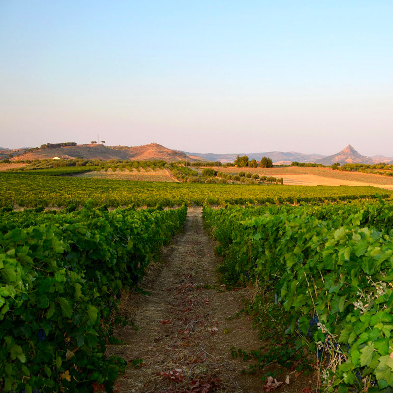 vigna-torre-favara2