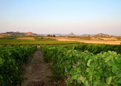 Dal vigneto al calice